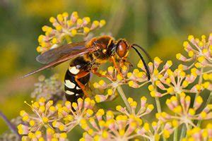 If you find a solitary bee or wasp observe its flight pattern and follow it back to the nest. Cicada Wasp Control Connecticut | Richland Pest & Bee ...