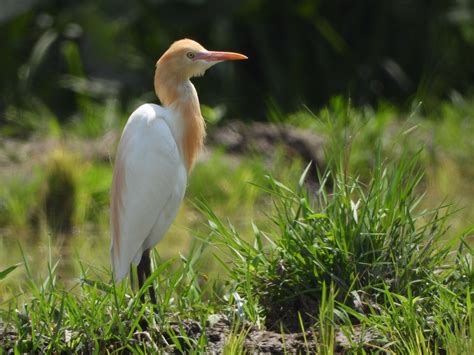 Bird White Crane On Ground During Daytime Waterfowl Image Free Photo