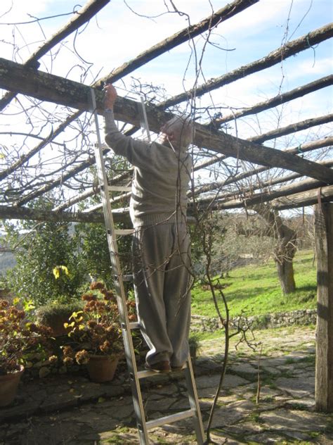 Il glicine si può tenere in vaso? Potare una pergola d'uva e glicine | Andrea Pagliantini
