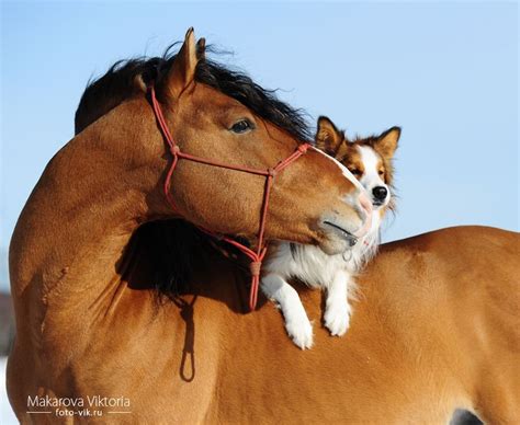 Horse And Border Collie By Vikarus 2012 лошадки от Викаруса