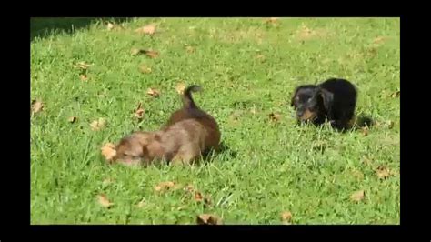See more ideas about yorkie, puppies, yorkie puppy. Dorkie Puppies For Sale - YouTube