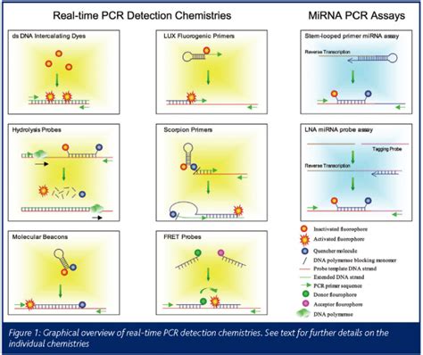 Options For Quantitative Analysis By Real Time PCR European