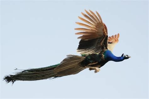 Can Peacocks Fly Some Fun Facts About This Royal Bird