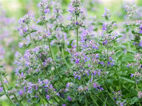 The odour it emits lavender is a type of herb plant that is popular with gardeners both in the uk and usa and grows. Cat Deterrent Plants - 10 Plants that Repel Cats