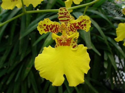 Send flowers as a birthday gift. Houseplant Care Guides: Orchid Care 101