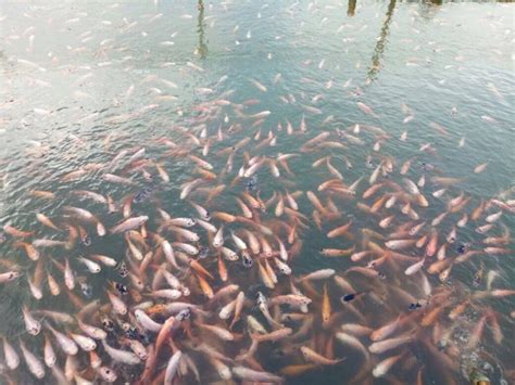 Ikan nila masak tauco i resep cantik zonarasa i ikan nila masak tauco yang tinggi protein. Ternak Ikan Nila: Kelebihan, Cara Budidaya dan Tips Memilih Benih | TheMoonDoggies