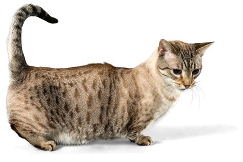 According to pdsa's recent findings, 50% of uk adults own a pet, and 24% of those own a cat. Smallest Cat Breeds | Choosing The Right Cat For You ...