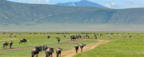 3 Days Serengeti Safari And Ngorongoro Crater See Endless Adventures