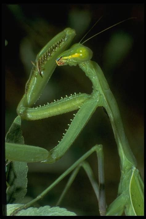 Praying Mantis Field Guide To Common Texas Insects