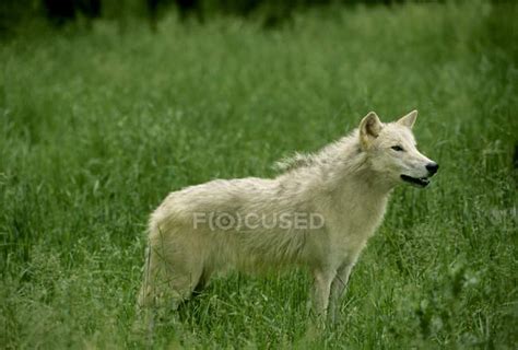 White Wolf Standing On Green Grass In Alberta Canada — Wild Nature