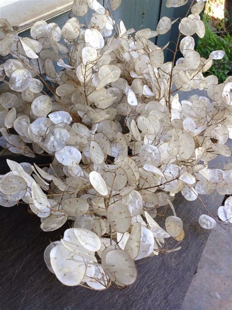 Lunaria Seeds 50 Seeds For Silver Dollar Money Coins Grow Etsy Canada