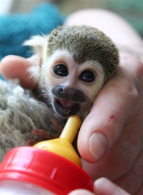 Sneak Peek Infant Squirrel Monkey Gets Bottle Fed At
