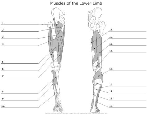 Here is a simple anatomical tip about those muscles that should save us much time: Lower Leg Muscle Diagram Blank Sketch Coloring Page ...