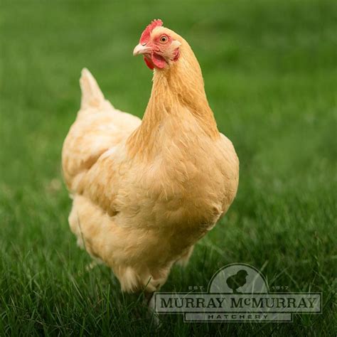 Buff Orpington Chickens All You Need To Know About This Off