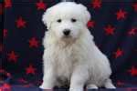 These maremma sheepdog puppies are a working breed that originates from italy and is often used to guard livestock. Maremma Sheepdog Puppies for Sale from Reputable Dog Breeders
