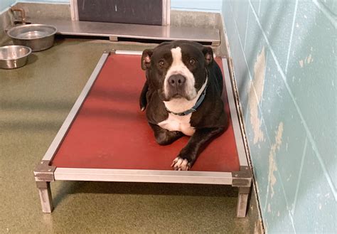Shelter Donation Opportunities | City of San Marcos, TX