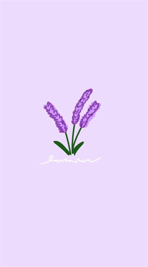 Lavender Aesthetic Wallpaper Minimalistic Art Violet Flower Facial