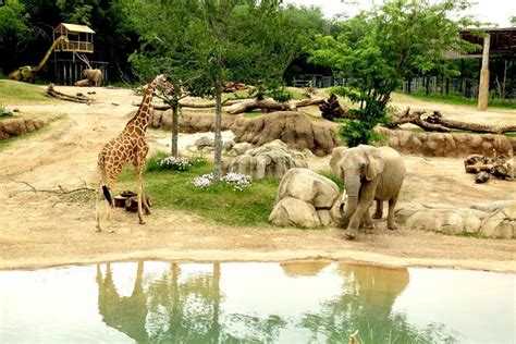Os Melhores Passeios E Ingressos Dallas Zoo Viator