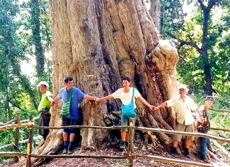 Lets get into the article of top 5 biggest tree in the world and explore the list. Sagaing Region may be home to world's largest teak tree ...