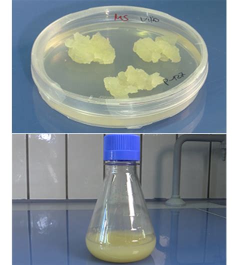 A wide range of food ingredients has been shown to be pro duced in culture. Characterizing Plant Cell Suspension Culture with SFR vario