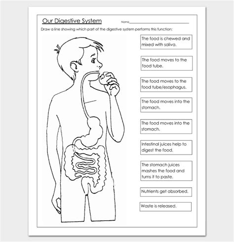 A classroom unit on digestion is also a great time to talk about health and nutrition. Human Body Outline Template - 32+ Printable Worksheets ...