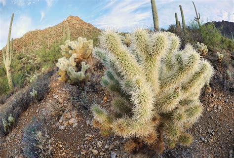 Sonoran Desert Cacti Desert Cactus Sonoran Desert Plants