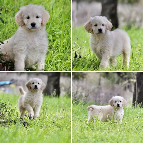 The goldendoodle is a result of breeding a golden retriever and a poodle together. English Goldendoodle Puppies for Sale in Waco, Texas