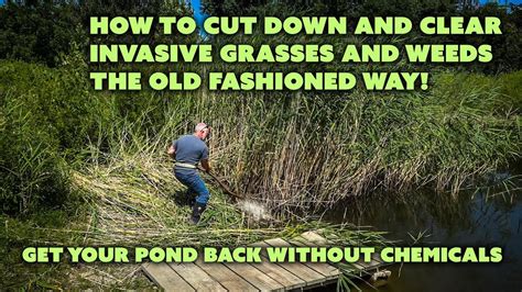How To Cut Tall Weeds And Invasive Pond Grasses The Old Way With A