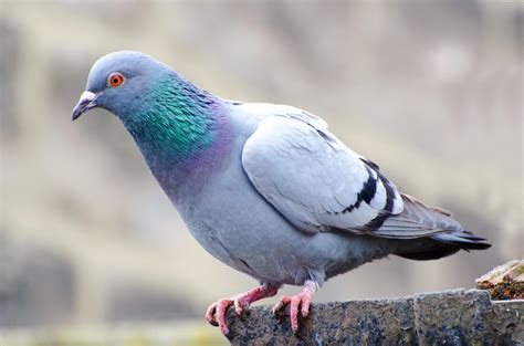 Pigeon Free Stock Photo Public Domain Pictures