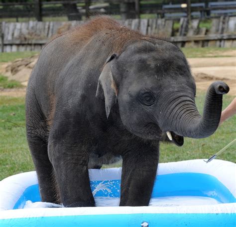 Whipsnade Zoos Baby Elephant Max Enjoys His Paddling Pool Huffpost Uk