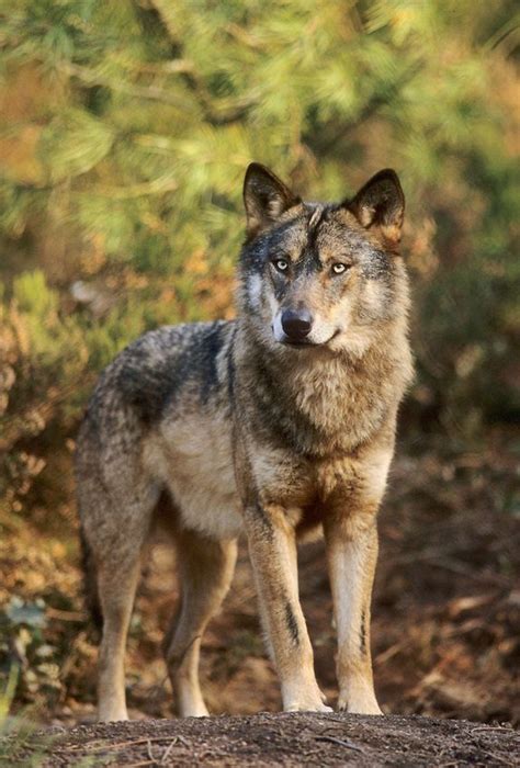 Iberian Wolf Wolf Poses Wild Dogs Beautiful Wolves