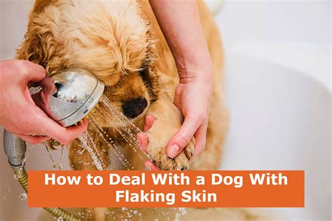 How To Deal With A Dog With Flaking Skin Bulldogsrule