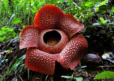Arnoldii , sometimes known as the corpse flower, which produces the largest known individual… Rafflesia arnoldii | Corpse flower, Rare flowers, Unusual ...