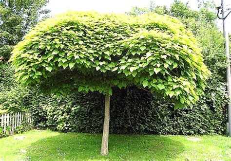 Le mahonie sono piante da giardino molto apprezzati, in quanto sempreverdi, ben resistenti al freddo ed al caldo, difficilmente attaccati da parassiti, con una bella fioritura a fine inverno. Catalpa piante da giardino