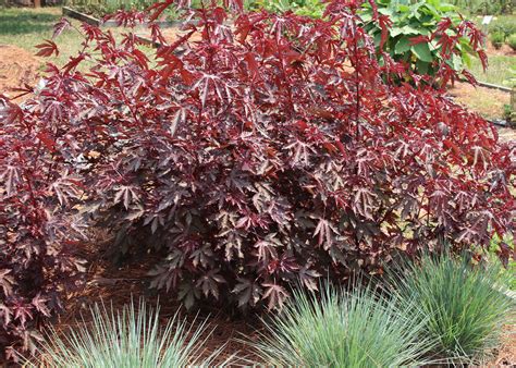Dense evergreen shrubs often planted in formal landscapes. School colors make good gardening combinations ...