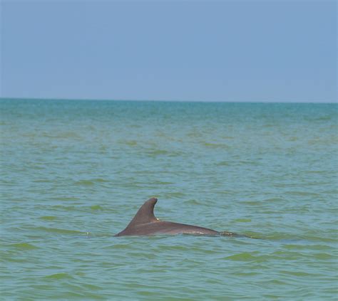 Dolphin In The Gulf Photograph By Benjamin Andersen Pixels