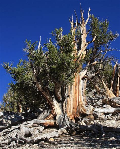 The Oldest Tree On Earth Great Basin Bristle Cone Pine Oldest Trees