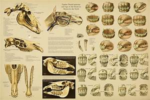 Equine Dental Anatomy Age Of Horse By Teeth Chart