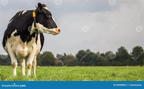 Dutch Black And White Cows Royalty Free Stock Image 19918408