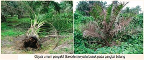 Inokulasi penyakit pada bibit dan tanaman mudah. MENINGKATKAN HASIL PRODUKSI PERKEBUNAN / PERTANIAN: HAMA ...