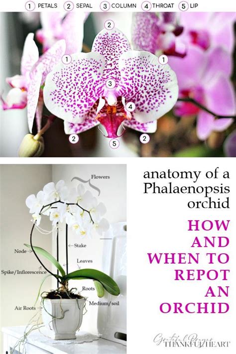 Christmas cactus are popular blooming houseplants. Phalaenopsis Orchid Care in 2020 | Phalaenopsis orchid ...
