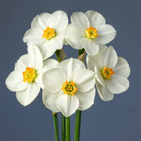Daffodil Capisco