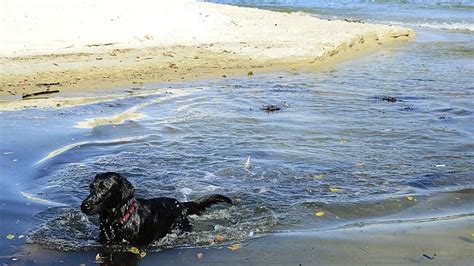 Where Not To Swim Rose Bay Beach Is One Of The Worst Swimming Spots In