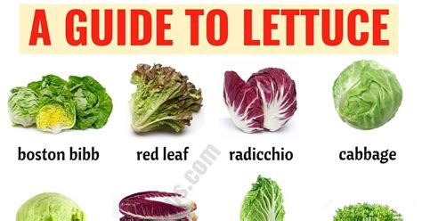 Types Of Lettuce Following Is A List Of Lettuce Types In English With