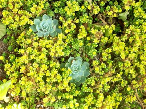 Maybe you would like to learn more about one of these? Stars SoCal Succulents and Cactus: More patterned gardens ...