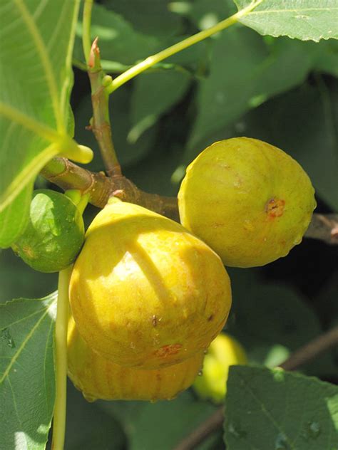 Very Popular Sweet Yellow Long Neck Fig Tree Ficus Carica Urban