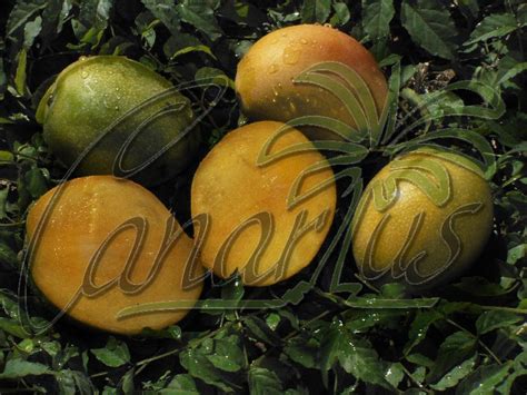Thank you for a great year! The cold-hardy Gomera-1 Mango Tree | Mango tree, Fruit ...