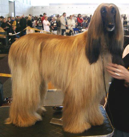 The afghan hound is a hound that is distinguished by its thick, fine, silky coat and its tail with a ring curl at the end. Afghan Hound - Wikipedia