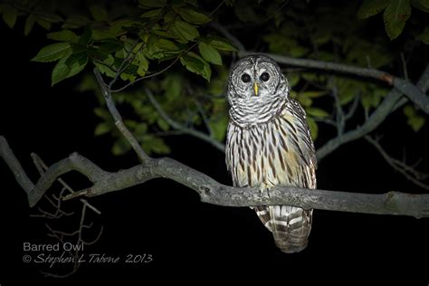 Barred Owl Stephen L Tabone Nature Photography