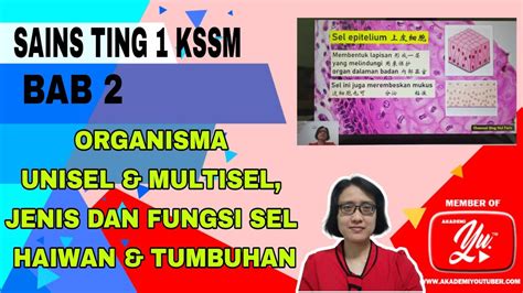 Mengepilkan (kontraktual) kekosongan dalam protozoa air tawar berkhidmat untuk peraturan osmotik. Sains T1 | Bab 2 | 2.1 Organisma Unisel & Multisel, Jenis ...